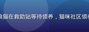 多只不同品种的流浪猫在救助站等待领养，猫咪社区领养平台公益活动现场