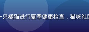 执业兽医师正在为一只橘猫进行夏季健康检查，猫咪社区健康知识专栏配图